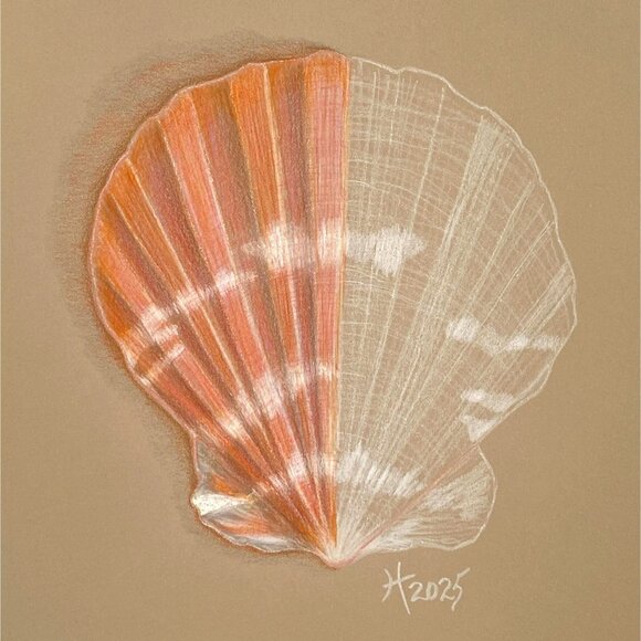 Anatomy of a Scallop Original Sea Shell Wall Art Pencil Drawing Matted 9x12in - Picture 1 of 5